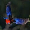 A wild Crimson Rosella in flight