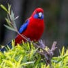 A wild Crimson Rosella perches in a bush