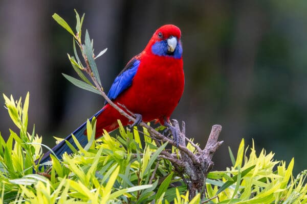 A wild Crimson Rosella perches in a bush