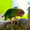 A wild Buff-faced Pygmy Parrot clings to a branch