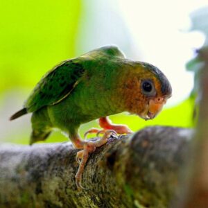 A wild Buff-faced Pygmy Parrot clings to a branch
