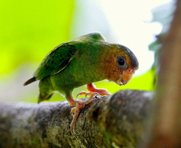 A wild Buff-faced Pygmy Parrot clings to a branch