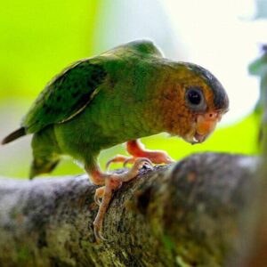 A wild Buff-faced Pygmy Parrot clings to a branch