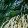 © Corey Raffel A wild Chestnut-fronted Macaw perches in a palm tree