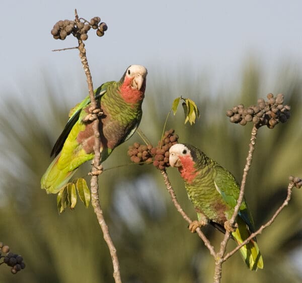 Wild Cuban Amazons perch in a bush