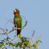 A wild Cuban Amazon perching on a tree