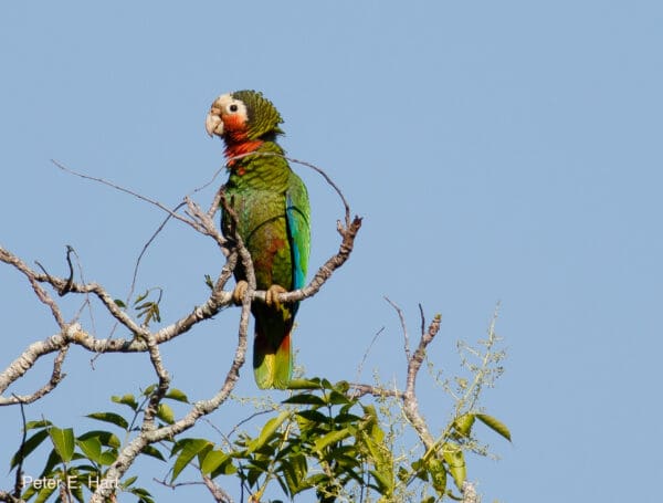 A wild Cuban Amazon perching on a tree