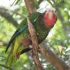 A wild Cuban Amazon perches on a branch