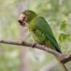 A wild Cuban Conure feeds on fruit