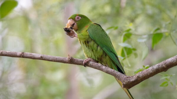 A wild Cuban Conure feeds on fruit