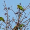 Wild Cuban Conures perch in a tree