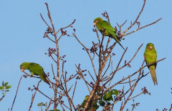 Wild Cuban Conures perch in a tree