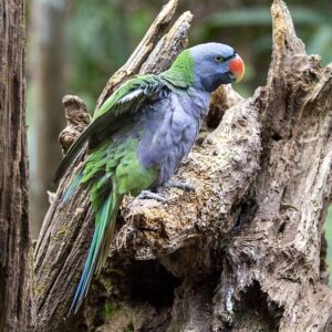 A wild Derbyan Parakeet perches on a snag