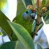 A wild female Double-eyed Fig Parrot hides in foliage