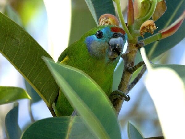 A wild female Double-eyed Fig Parrot hides in foliage