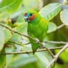 A wild male Double-eyed Fig Parrot perches in a tree