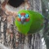 A wild Double-eyed Fig Parrot perches near a tree cavity