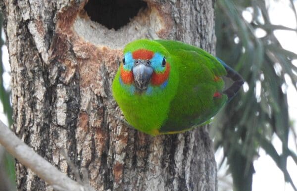 A wild Double-eyed Fig Parrot perches near a tree cavity