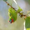 A wild Double-eyed Fig Parrot dangles from a branch