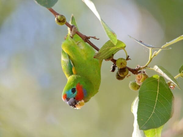 A wild Double-eyed Fig Parrot dangles from a branch