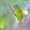 © Graham Winterflood, CC BY-SA 4.0 via Wikimedia Commons A wild Double-eyed Fig Parrot perches on a twig