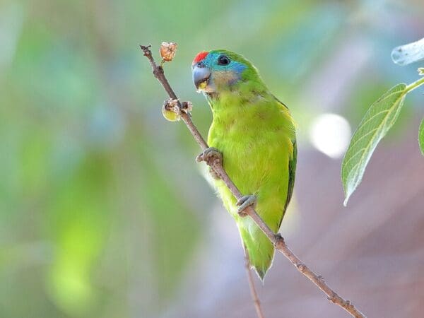 A wild Double-eyed Fig Parrot perches on a twig