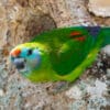 © Kazredracer CC BY-NC-ND 2.0 via Flickr A wild Double-eyed Fig Parrot clings to a tree trunk
