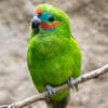 A Double-eyed Fig Parrot perches on a stem