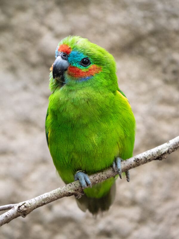 A Double-eyed Fig Parrot perches on a stem