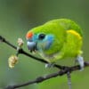 © Corey Raffel A female Double-eyed Fig Parrot feeding