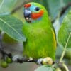 © Corey Raffel A wild male Double-eyed Fig Parrot feeding