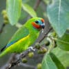 © Corey Raffel A wild male Double-eyed Fig Parrot feeding