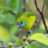 © Corey Raffel A wild female Double-eyed Fig Parrot feeding