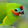 © Corey Raffel A closeup of a wild male Double-eyed Fig Parrot feeding