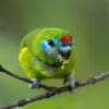 © Corey Raffel A wild female Double-eyed Fig Parrot perches on a branch