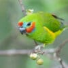 © Corey Raffel A wild male Double-eyed Fig Parrot feeding