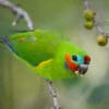 © Corey Raffel A wild male Double-eyed Fig Parrot perches on a branch