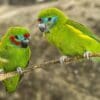 A wild pair of Double-eyed Fig Parrots perch on a branch