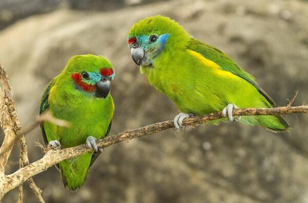 A wild pair of Double-eyed Fig Parrots perch on a branch