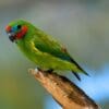 A wild Double-eyed Fig Parrot perches on a branch