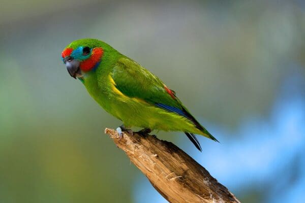 A wild Double-eyed Fig Parrot perches on a branch