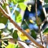 © Hector Bottai, CC BY-SA 3.0 via Wikimedia Commons Wild Dusky-billed Parrotlet sheltered in a tree