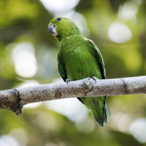 A wild Dusky-billed Parrotlet perches on a limb