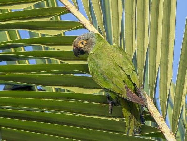 A wild Dusky-headed Conure perches on a palm frond