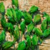 Wild Dusky-headed Conures feed at a clay lick