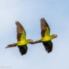 © Tom Barnwell CC BY-NC-SA 2.0 via Flickr Wild Dusky-billed Conures in flight