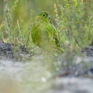 A wild Eastern Ground Parrot forages in its habitat