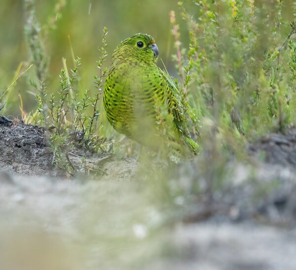 A wild Eastern Ground Parrot forages in its habitat