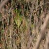 A wild Eastern Ground Parrot hides in tall grass