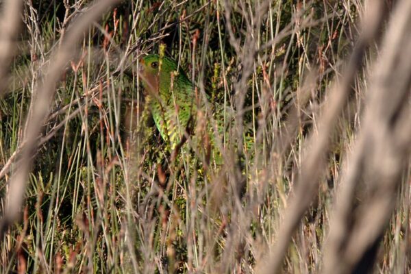 A wild Eastern Ground Parrot hides in tall grass